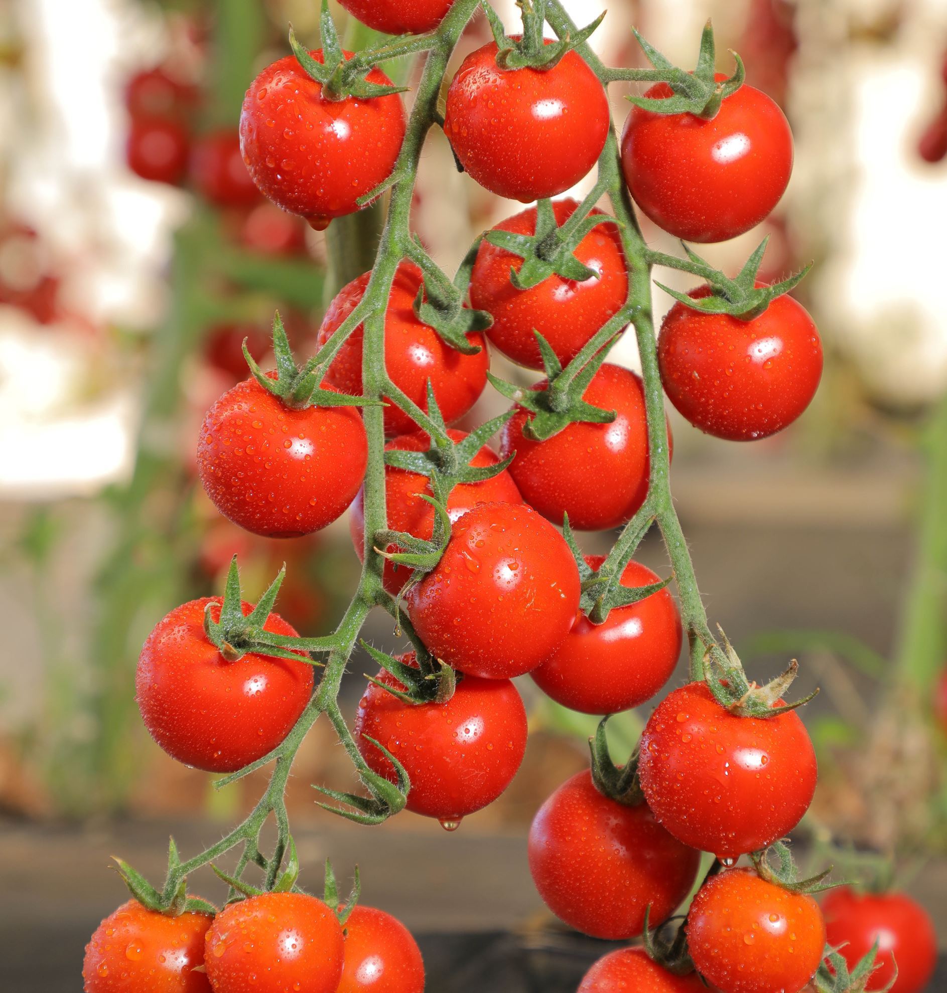 มะเขือเทศ ซันเชอรี่ - Sun Cherry Extra Sweet Tomato F1