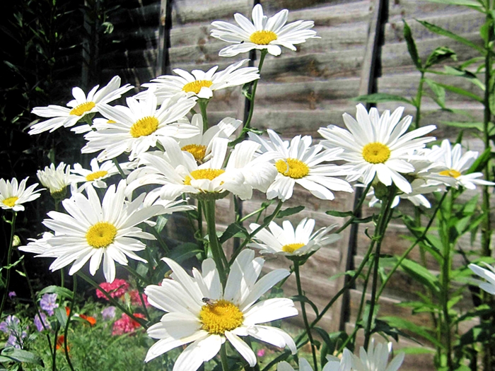 ดอกเดซี่ ซิลเวอร์ปริ้นเซส - Silver Princess Shasta Daisy