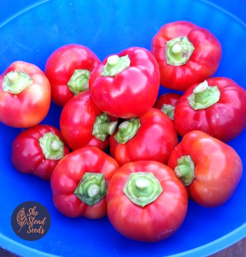 พริกอัลม่า ปาปริก้า - Alma Prapika Pepper