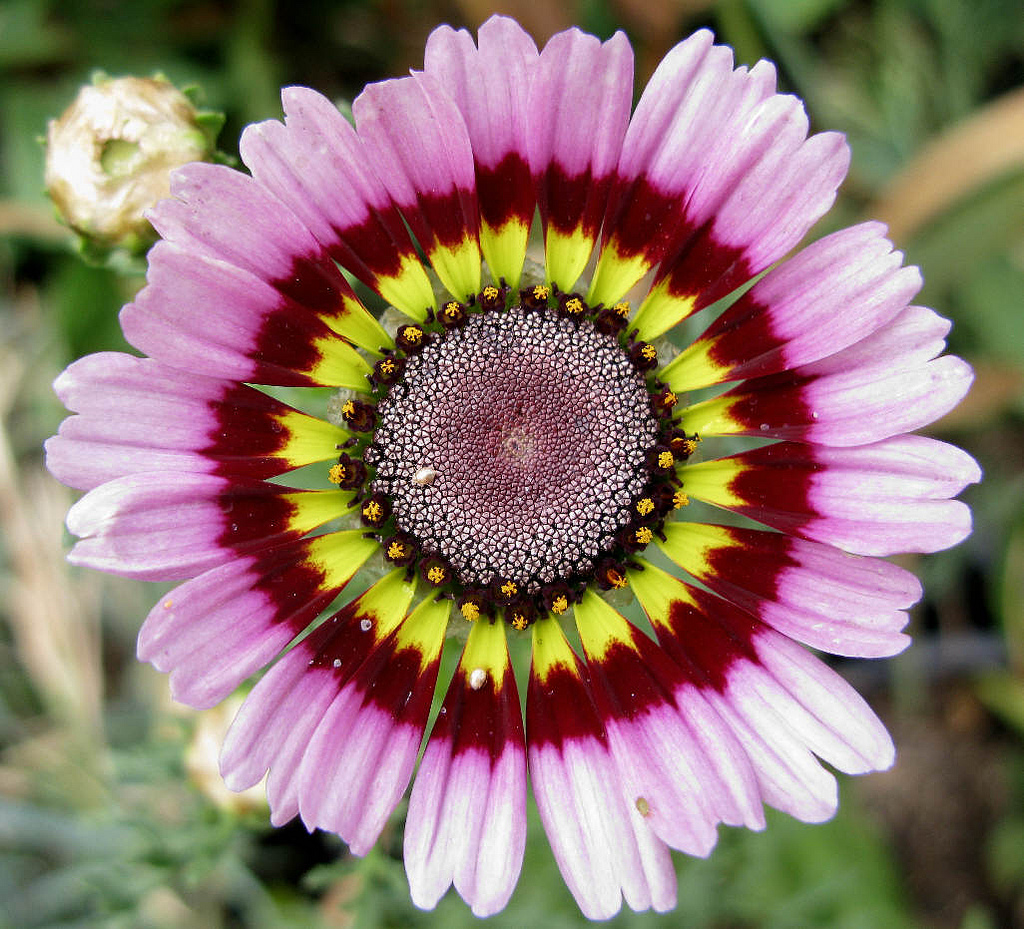 ดอกเดซี่ 3 สี คละสี - Paint Tricolor Daisy Flower