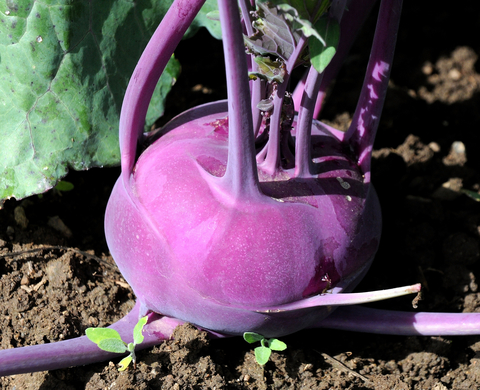 (Whole 1 Oz) กะหล่ำปมสีม่วง - Purple Vienna Kohlrabi