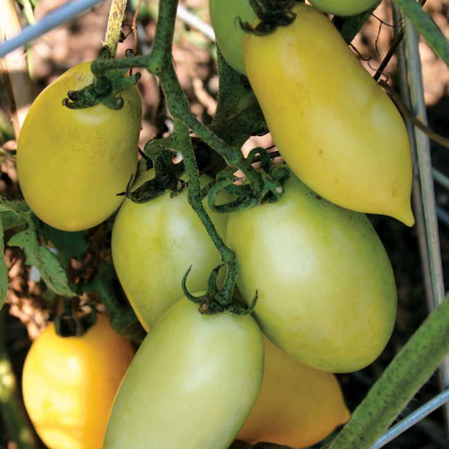 มะเขือเทศใส้กรอกสีครีม - Cream Sausage Tomato