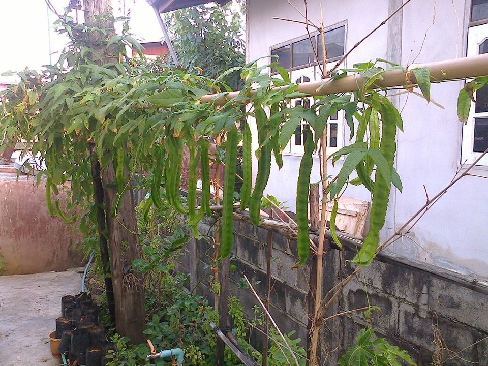 ถั่วพูยักษ์ - Giant Winged Bean