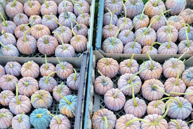 เมล็ดพันธุ์ ฟักทองแบล็คฟุตซึ - Black Futsu Pumpkin Seed