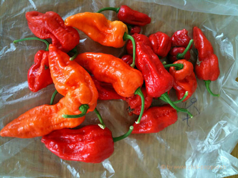 พริกปีศาจ สีแดง - Red Bhut Jolokia Pepper