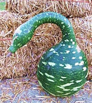 (Whole 1 Oz) น้ำเต้าคอหงส์ - Speckled Swan Gourd