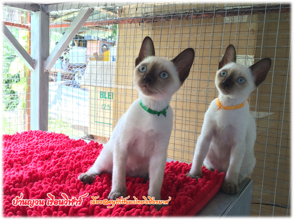 น้องแมว 18/6/2559