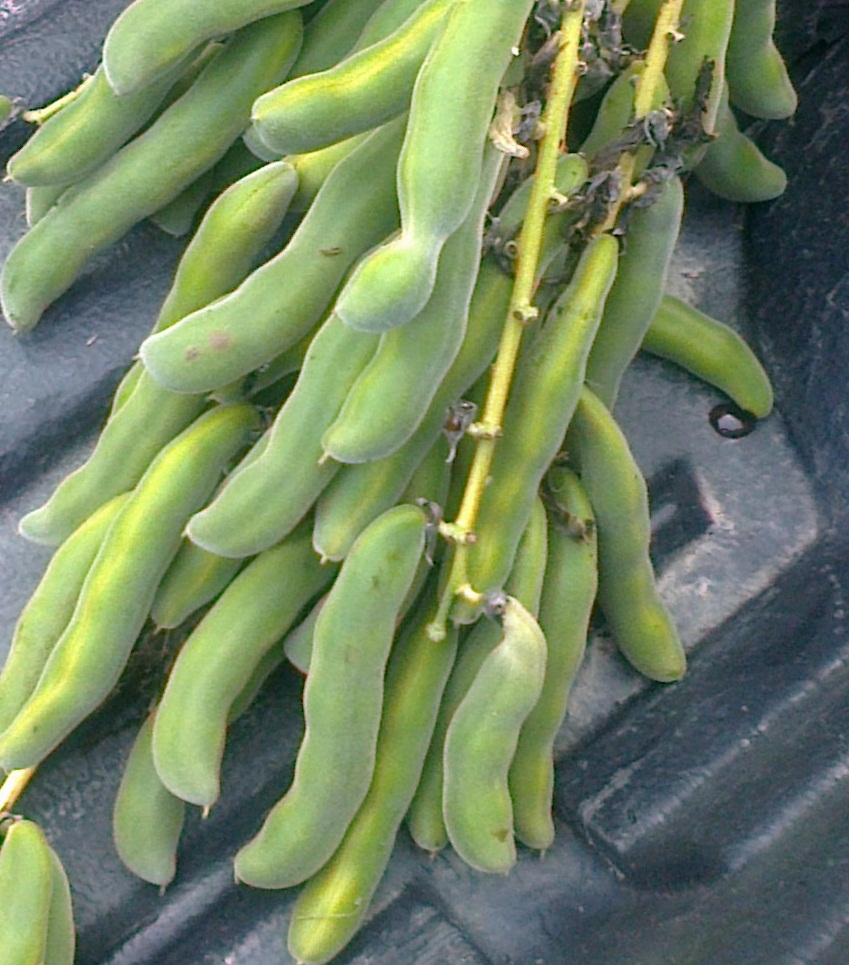 ถั่วครก หรือ ถั่วขอ