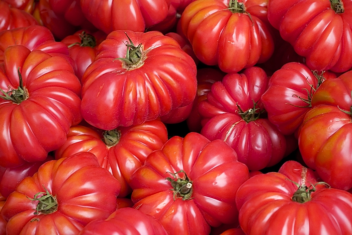 มะเขือเทศ คอสโตลูโต - Costoluto Tomato