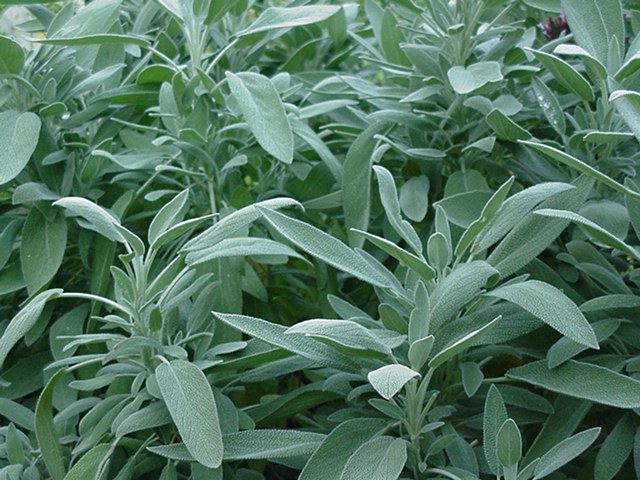 เสจ - Sage