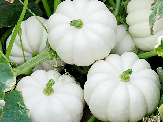 ฟักทองแคสเปอริต้า - Casperita F1 Pumpkin