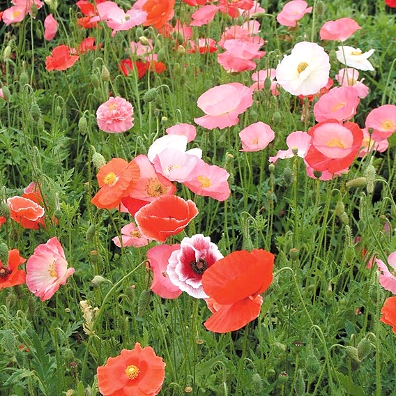 ดอกป็อปปี้คละสี - Poppy Flower Mix