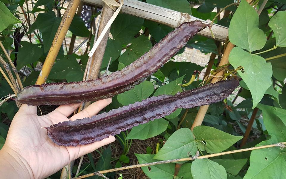 ถั่วพูสีม่วง - Purple Winged Bean