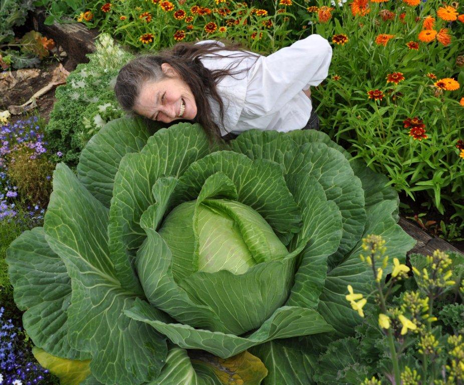 (Whole 1 Oz) กะหล่ำปลียักษ์ - Giant Russian Cabbage