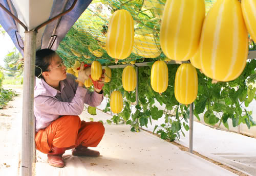 เมล่อนเกาหลี ชาแมร์ - Korean Melon F1