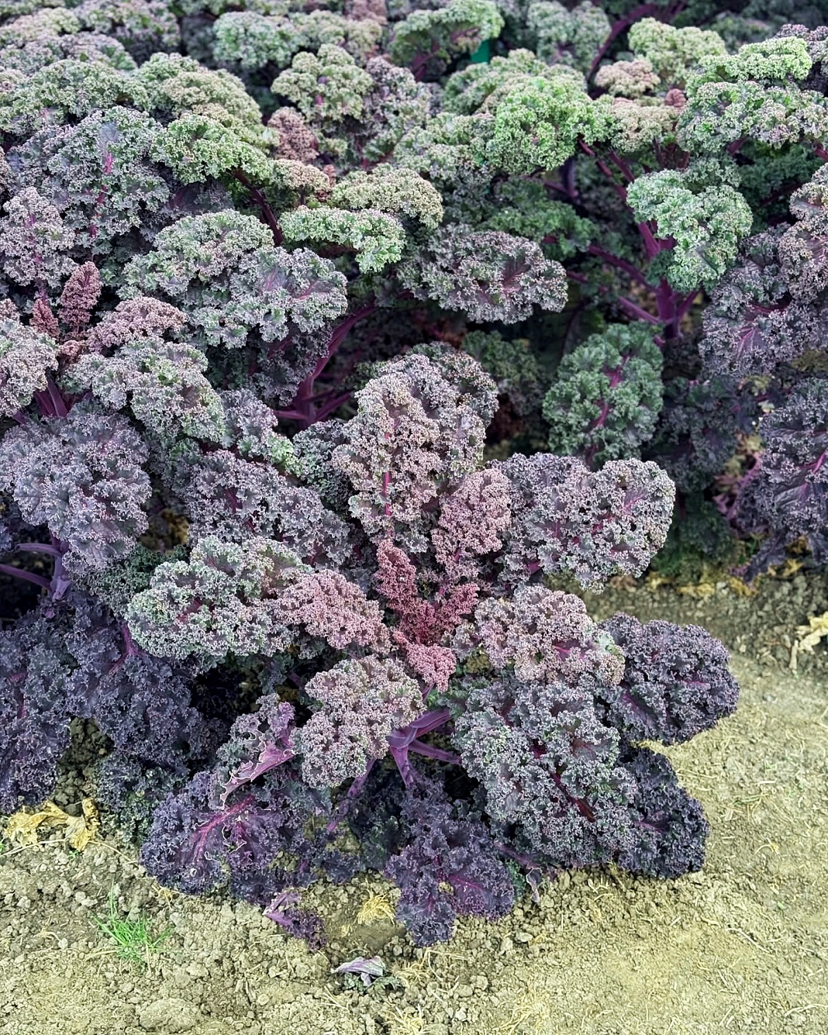 เมล็ดพันธุ์เคล ซันบอร์ - Sunbor Kale F1 Seed