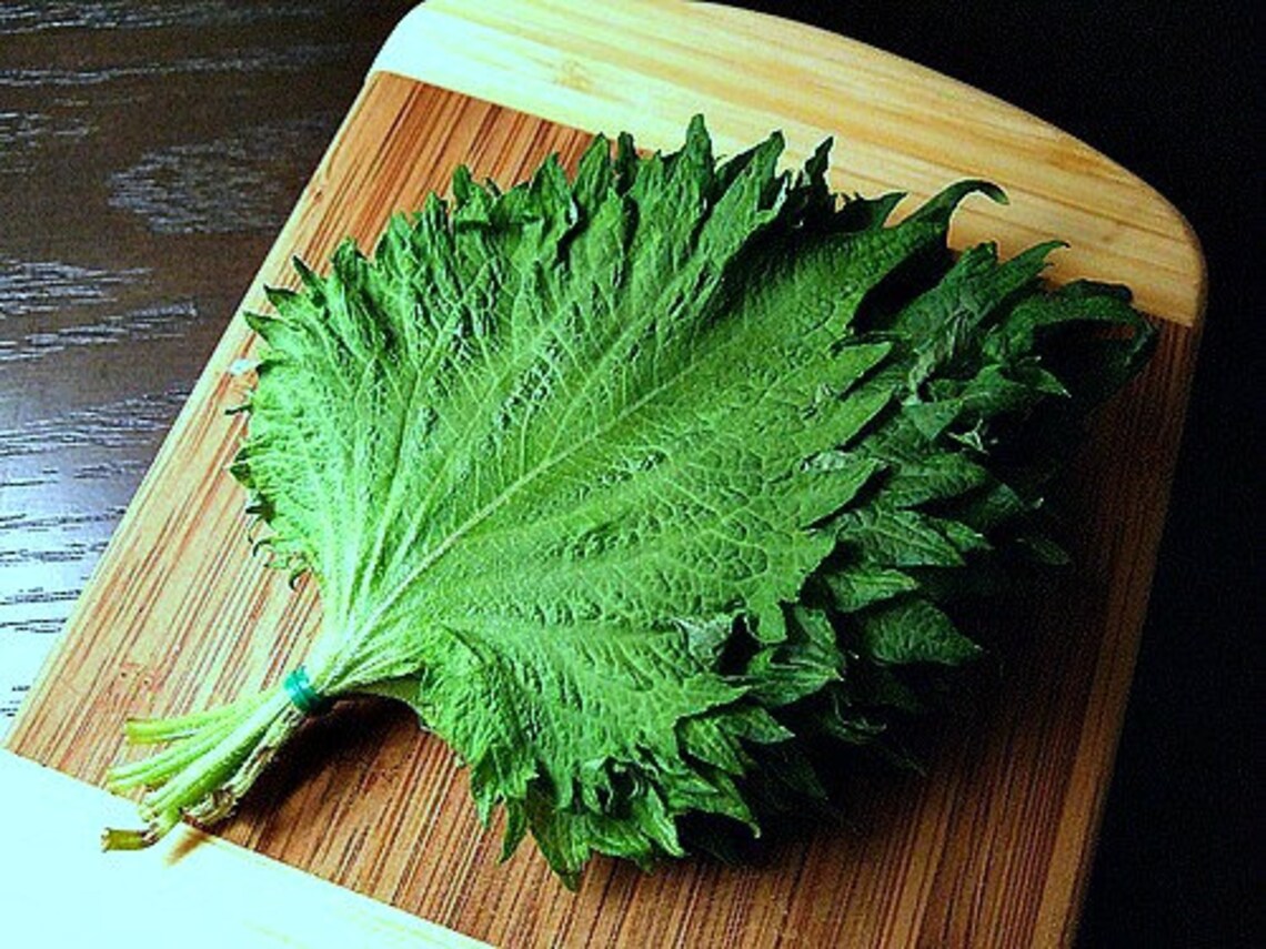 เมล็ดพันธุ์ ชิโซะ โอบะ ญี่ปุ่น - Green Ohba Ao Shiso Seed