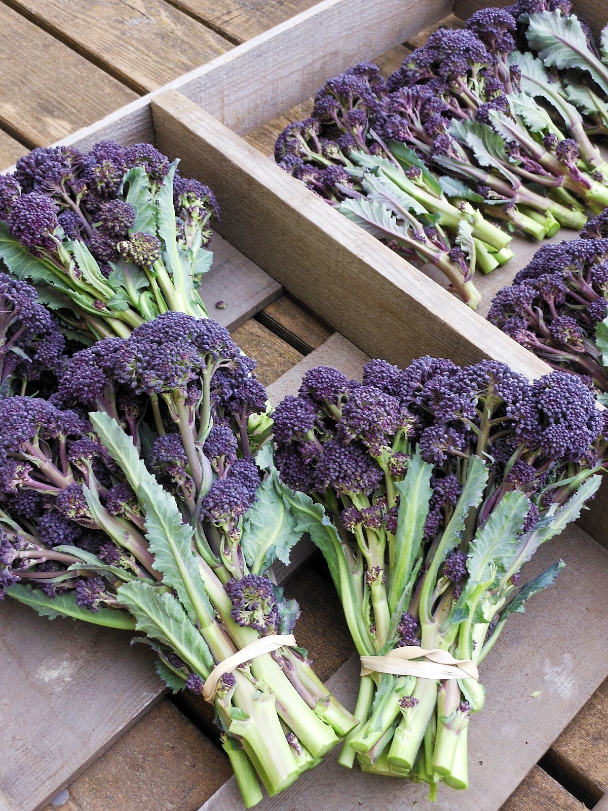 (Whole 1 Oz.) เบบี้บล็อคโคลี่สีม่วง - Purple Sprouting Broccoli
