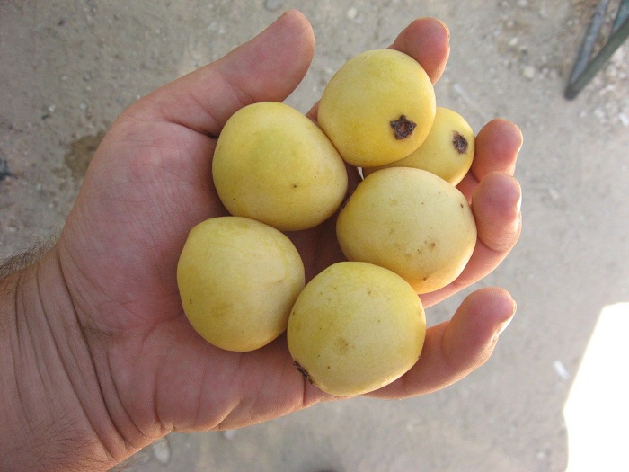 มารูลา (กินแล้วเมา) - MARULA TREE