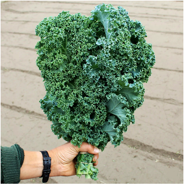 เมล็ดพันธุ์เคล วินเทอร์บอร์ - Winterbor Kale F1 Seed