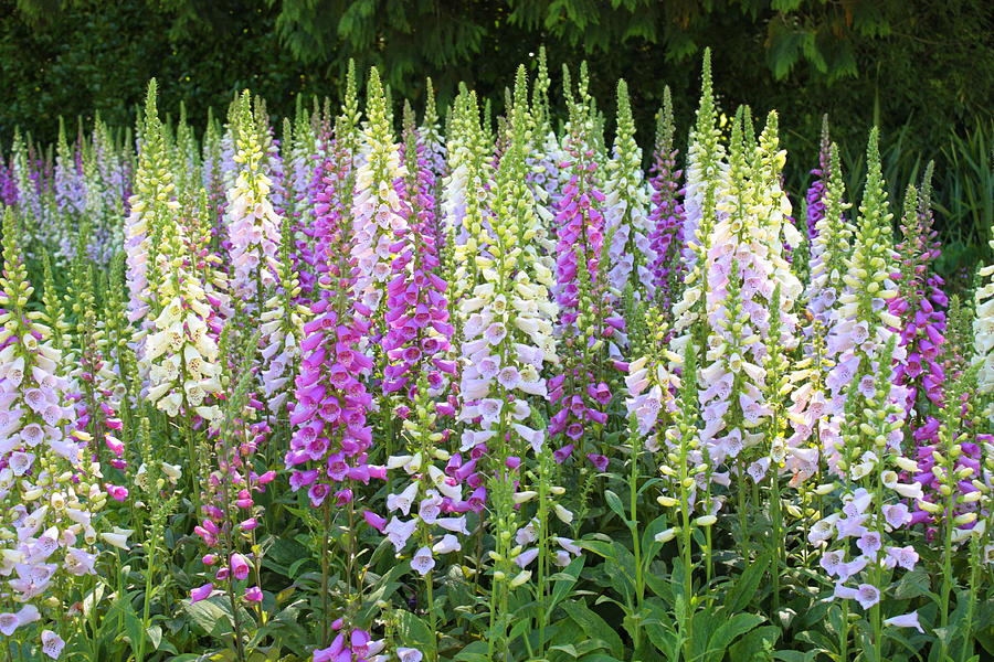 ดอกฟ็อกโกลฟ์ คละสี - Mixed Foxglove Flower