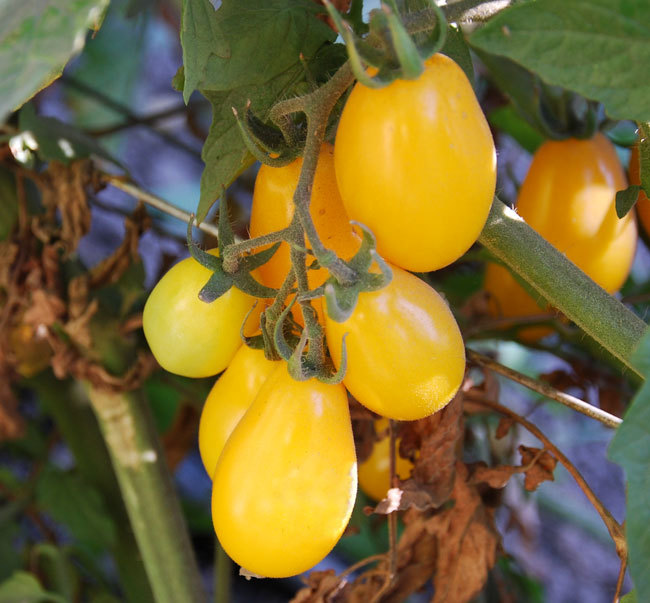 มะเขือเทศพลัม - Yellow Plum Tomato