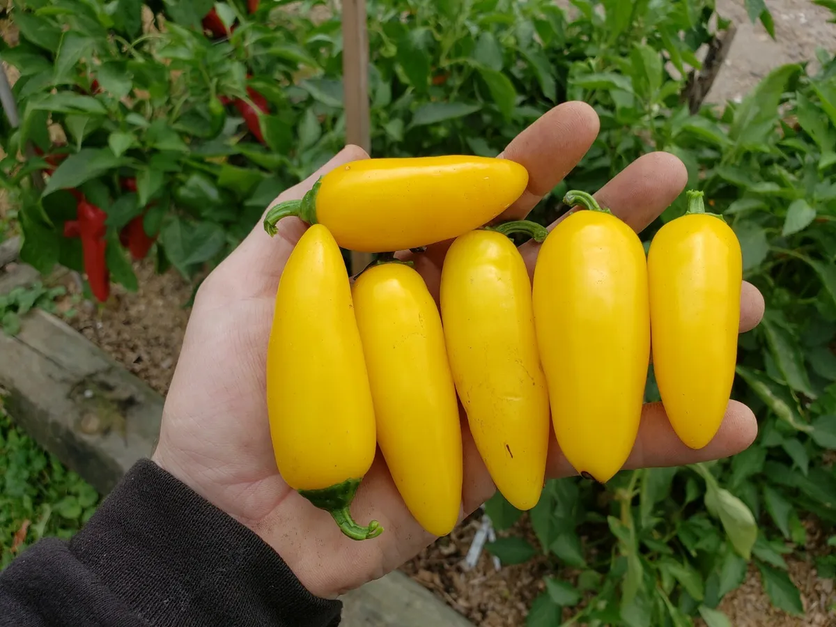 พริกจาราปิโน่ สีเหลือง - Lemon Spice Jalapeno Pepper