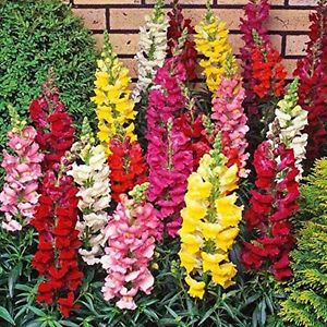(Whole 1 Oz.) ดอกสแนปดราก้อน คละสี - Mixed Snapdragon Flower