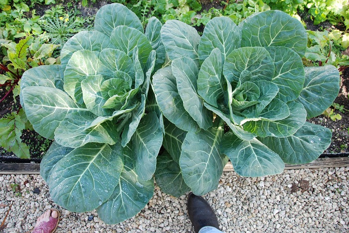 ปูเล่ฝรั่ง จอร์เจีย - Georgia Southern Collards
