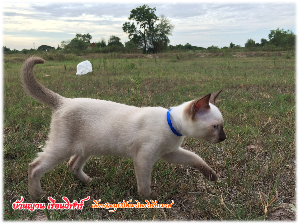 น้องแมว 12/7/2558