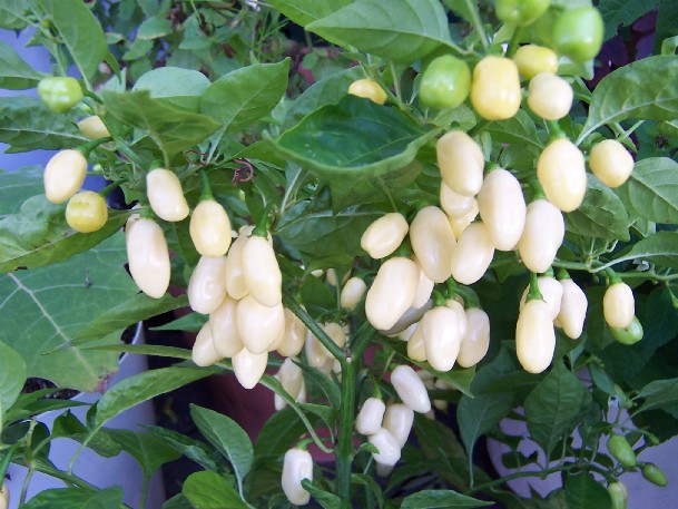 พริกฮาบาเนโร่สีขาว - White Habanero Pepper