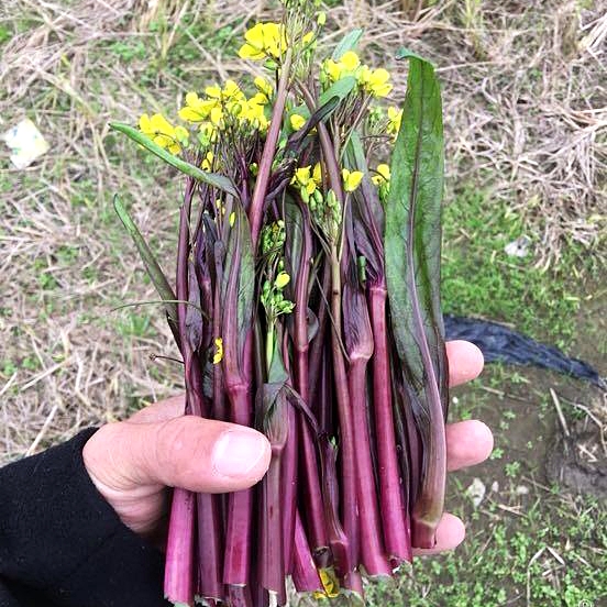 กวางตุ้ง ฮอนไซไต - Hon Tsai Tai Yu Choy Sum Seeds
