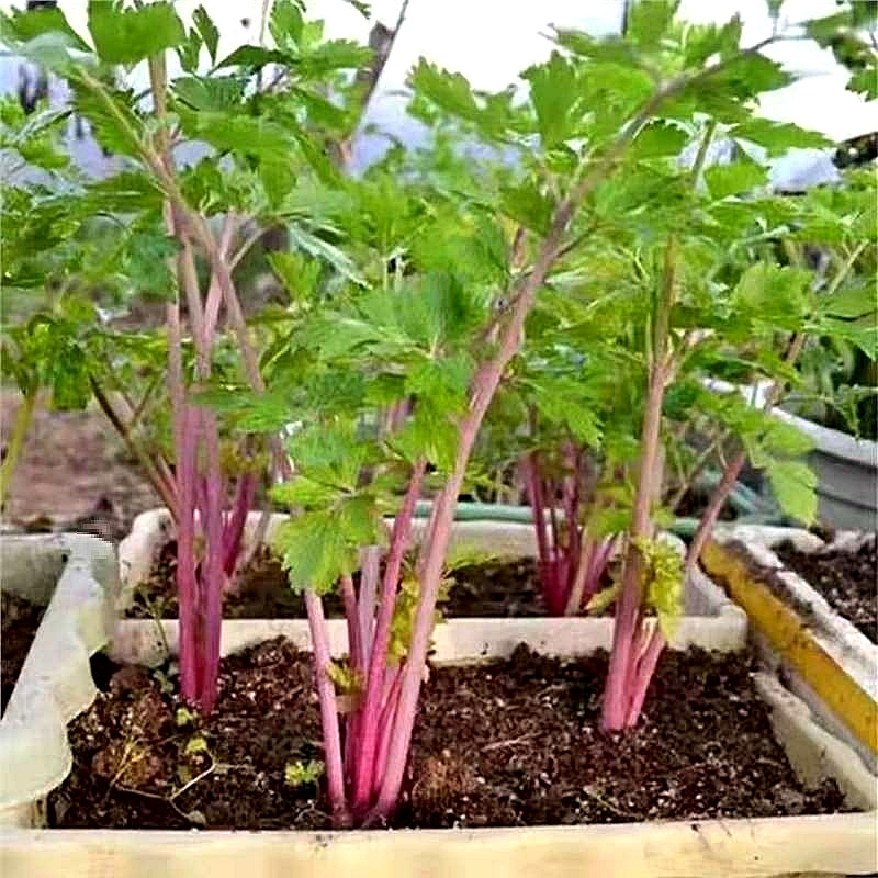 เมล็ดพันธุ์ คื่นฉ่ายสีชมพู Chinese Pink Celery Seed