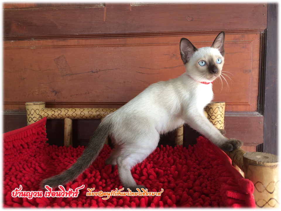 น้องแมวมาใหม่ วันที่ 28/4/2560