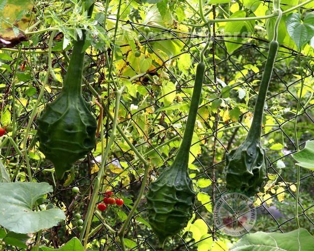 น้ำเต้าไดโนซอร์ - Dinosaur Gourd