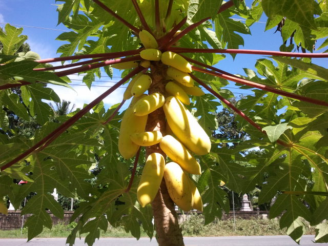 มะละกอเหลืองกระบี่ - Golden Papaya