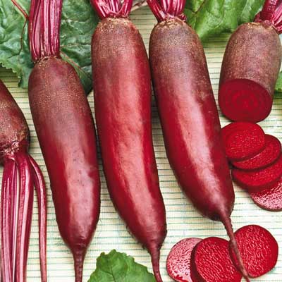 หัวบีช ไซลินดรา - Cylindra Beet