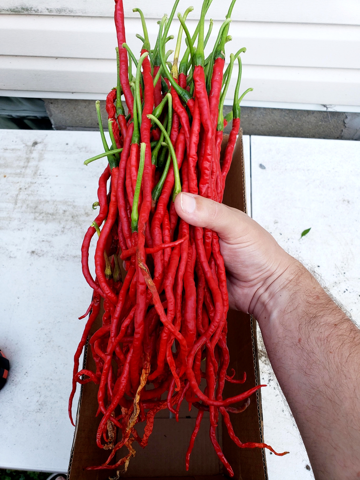 เมล็ดพันธุ์ พริกยาว ธันเดอร์เมาท์เทน ลองฮอร์น -Thunder Mountain Longhorn Pepper Seed