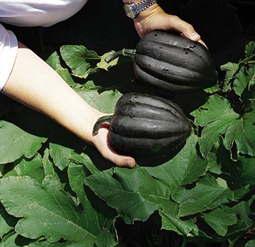 ฟักทองอะคอน สครอช - Acorn Squash