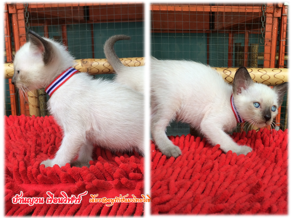 น้องแมว 12/1/2559