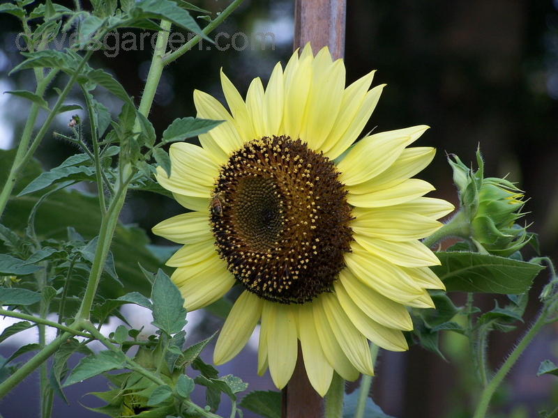 ทานตะวันเลม่อนควีน - Lemon queen sunflower