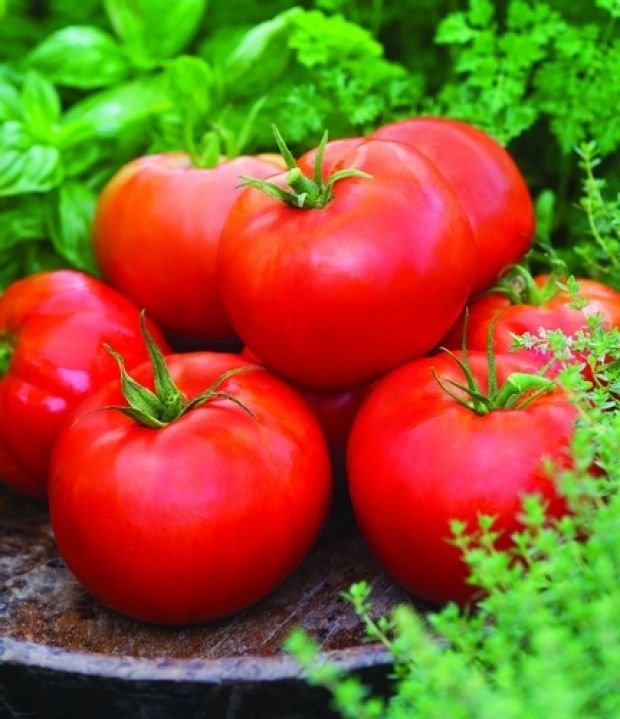 มะเขือเทศเอซ55 - ACE 55 Tomato