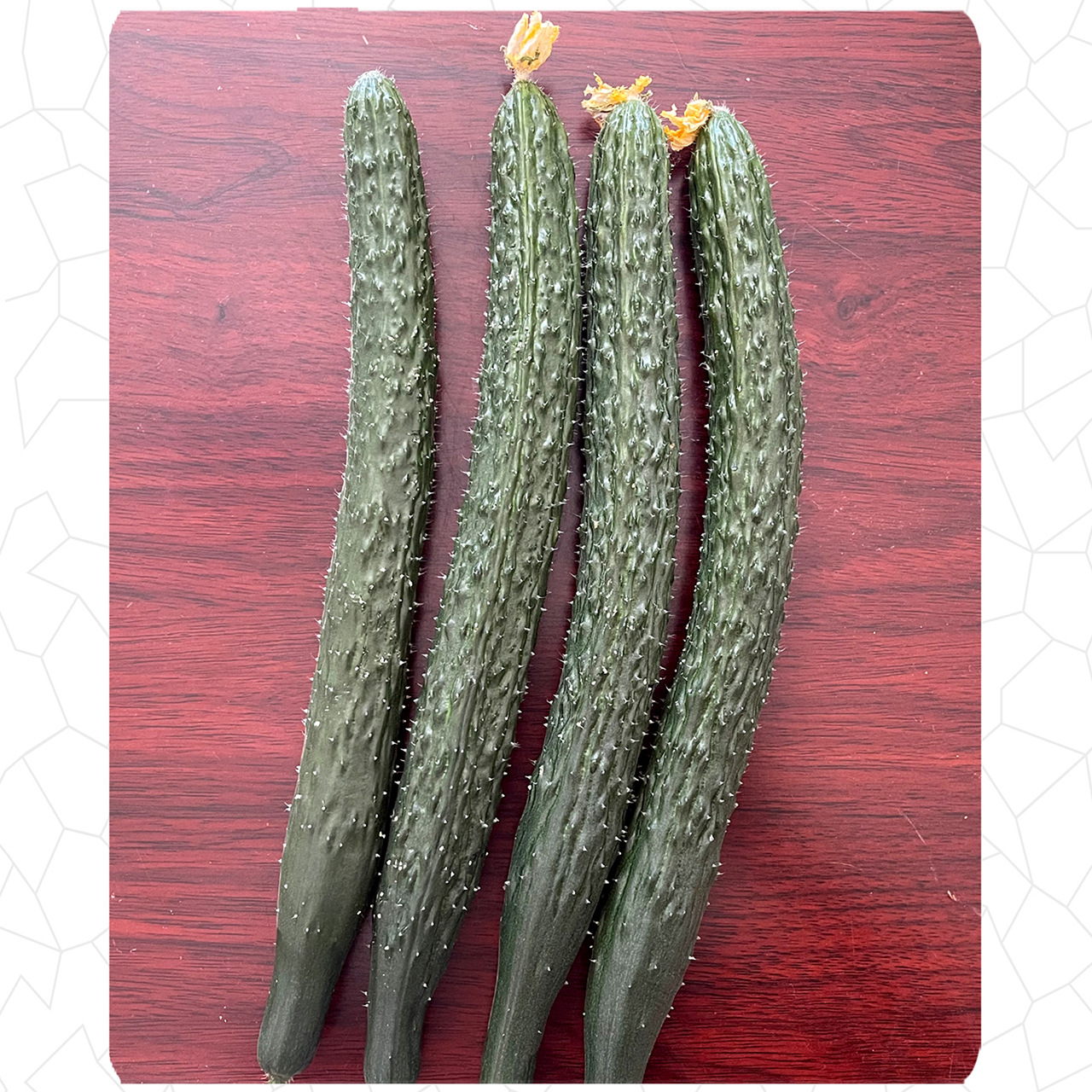 เมล็ดพันธุ์ แตงกวาญี่ปุ่น มิไร 115 Mirai 115 F1 Japanese Cucumber Seed