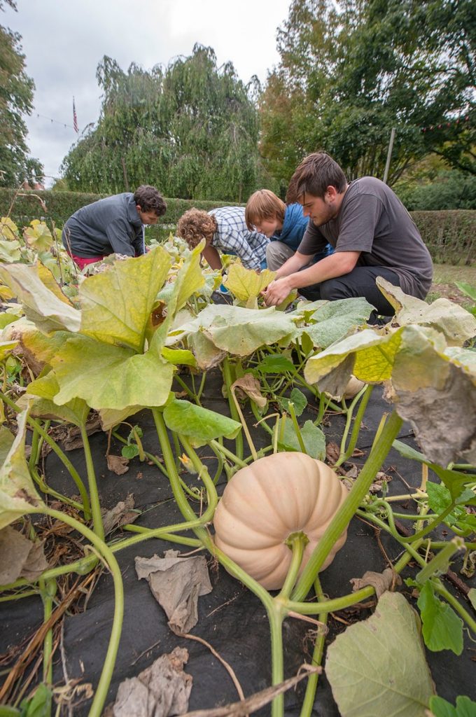 ฟักทองชีสลองไอส์แลนด์ - Long Island Cheese Pumpkin