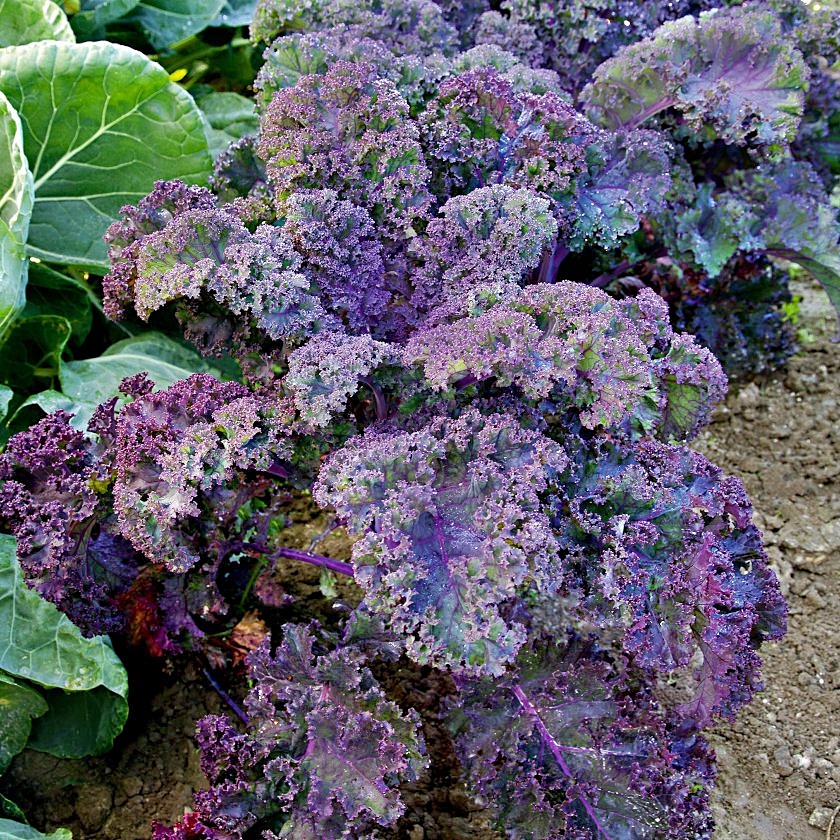 เมล็ดพันธุ์เคล เรดบอลติก - Red Baltic Kale Seed