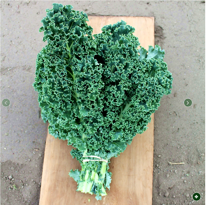 เมล็ดพันธุ์เคล อลัน Arun Kale F1 Seed 15 เมล็ด