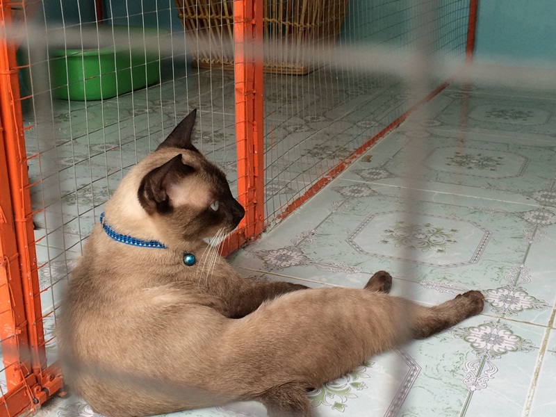 เรือนวิฬาร์