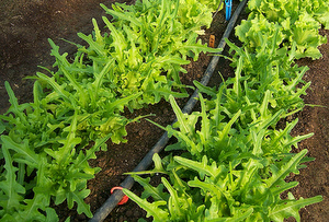 ผัดสลัดใบโอ้ค - Oak Leaf Lettuce