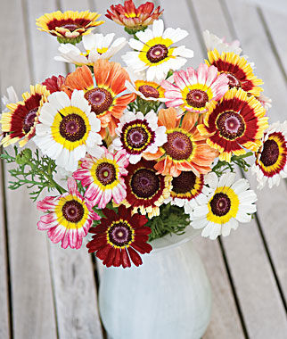 ดอกเดซี่ 3 สี คละสี - Paint Tricolor Daisy Flower