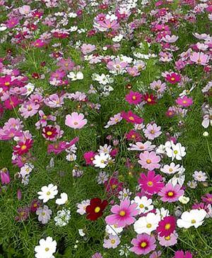 ดาวกระจายเซนเซชั่น - Sensation Cosmos